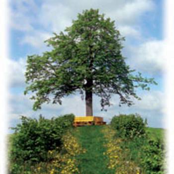 Reuther Linde - Aussichtspunkt Reuther Linde Aussichtspunkt